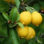лимонное дерево, lemon tree