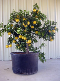 container citrus