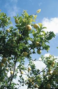 lemon tree, лимонное дерево