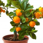 карликовое апельсиновое дерево