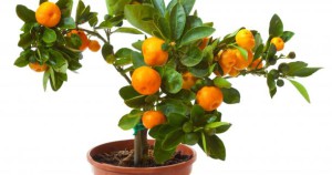карликовое апельсиновое дерево