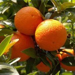 апельсины, oranges