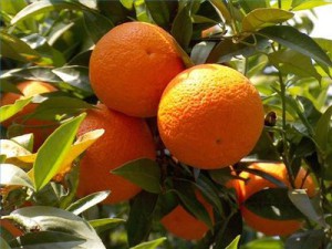 апельсины, oranges