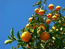 orange tree, апельсиновое дерево