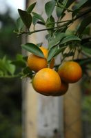 апельсин Навель, orange Navel
