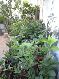 выращивание цитрусовых в теплице