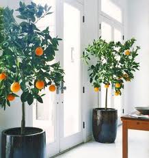 citrus indoors, цитрусовые в помещении