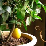 citrus tree, цитрусовое дерево