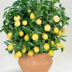 Выращивание лимона Мейера