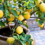 citrusovye-doma