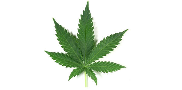 indica-marijuana-leaf
