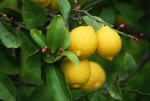 лимонное дерево, lemon tree