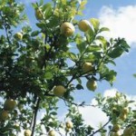 lemon tree, лимонное дерево