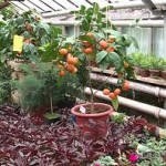 выращивание цитрусовых в теплице