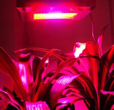 growing lights, лампы для выращивания