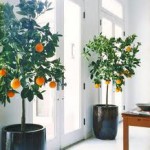 citrus indoors, цитрусовые в помещении