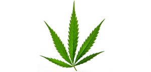 sativa-cannabis-leaf